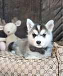 Pomsky ( Mini Husky )