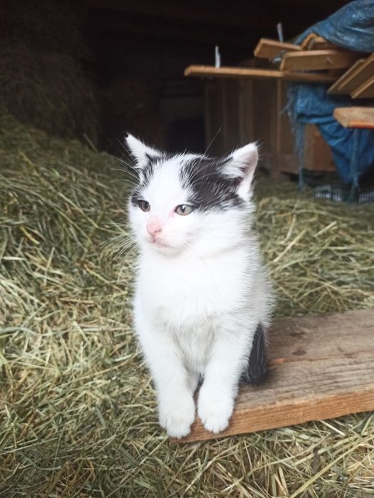 Oddam 2 koty, kocurek i kocica.