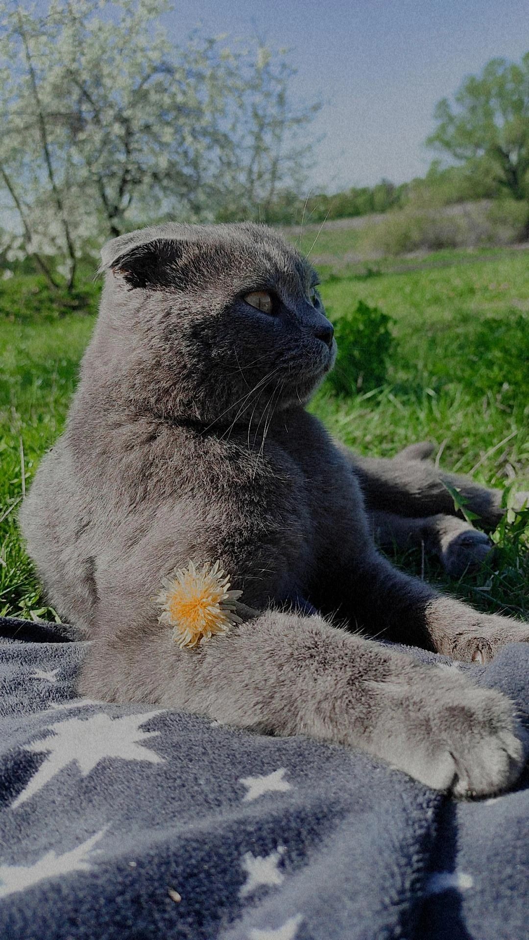Зник Котик Томас