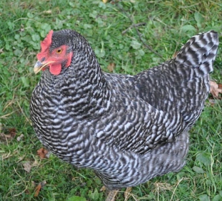 Продаю молодих курей породи леггорн Ломан Браун і чеський домінант