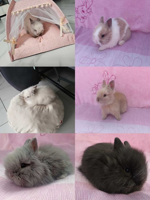 Królik Karzełek Teddy Królik Miniaturka Króliczek Króliczki