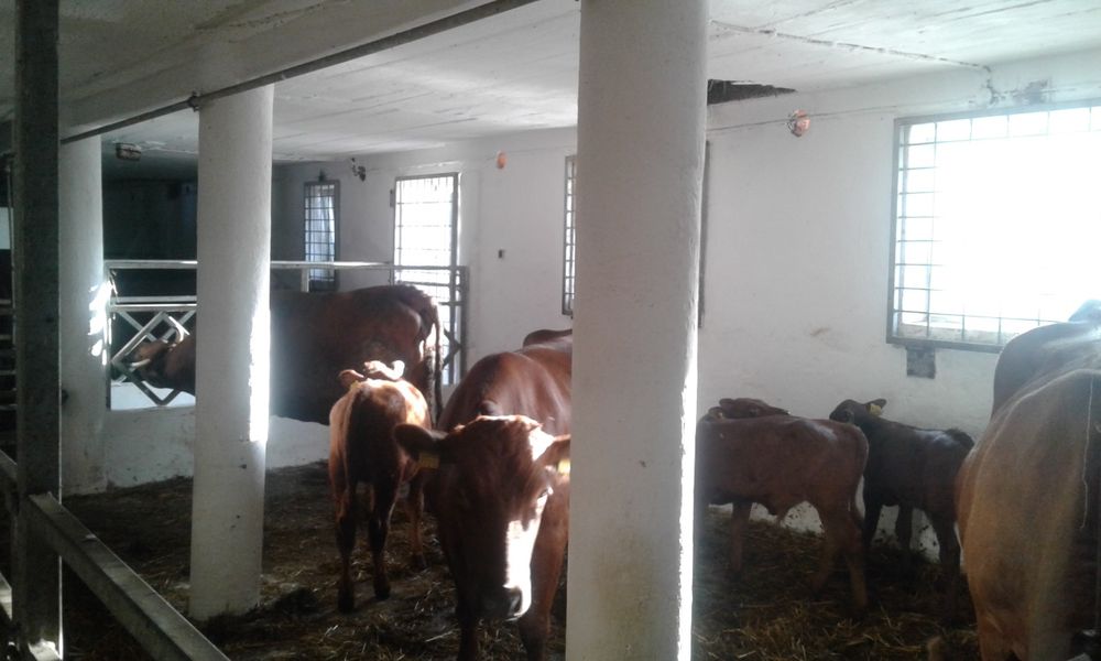 Byk rasy Polska Czerwona z Zasobów Genetycznych