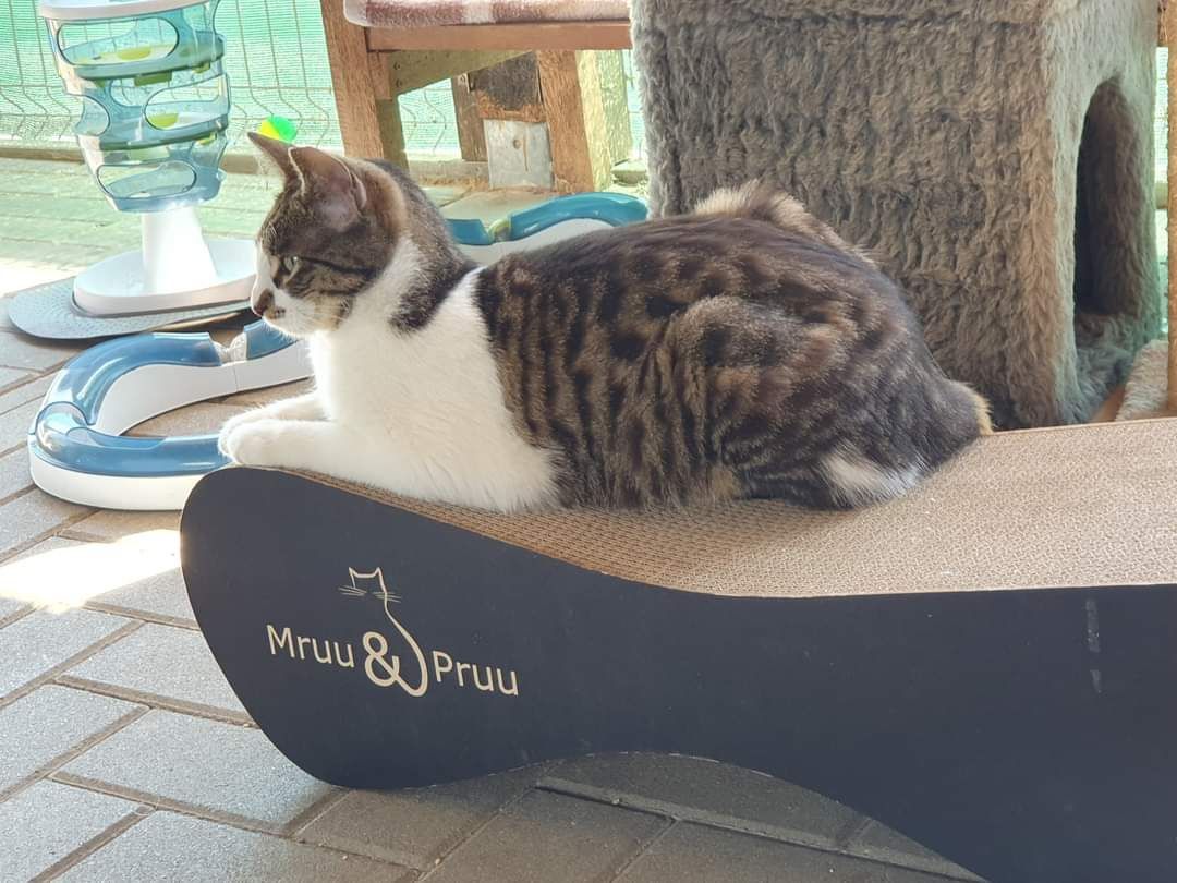 Kotki Bura i Plamka do adopcji!
