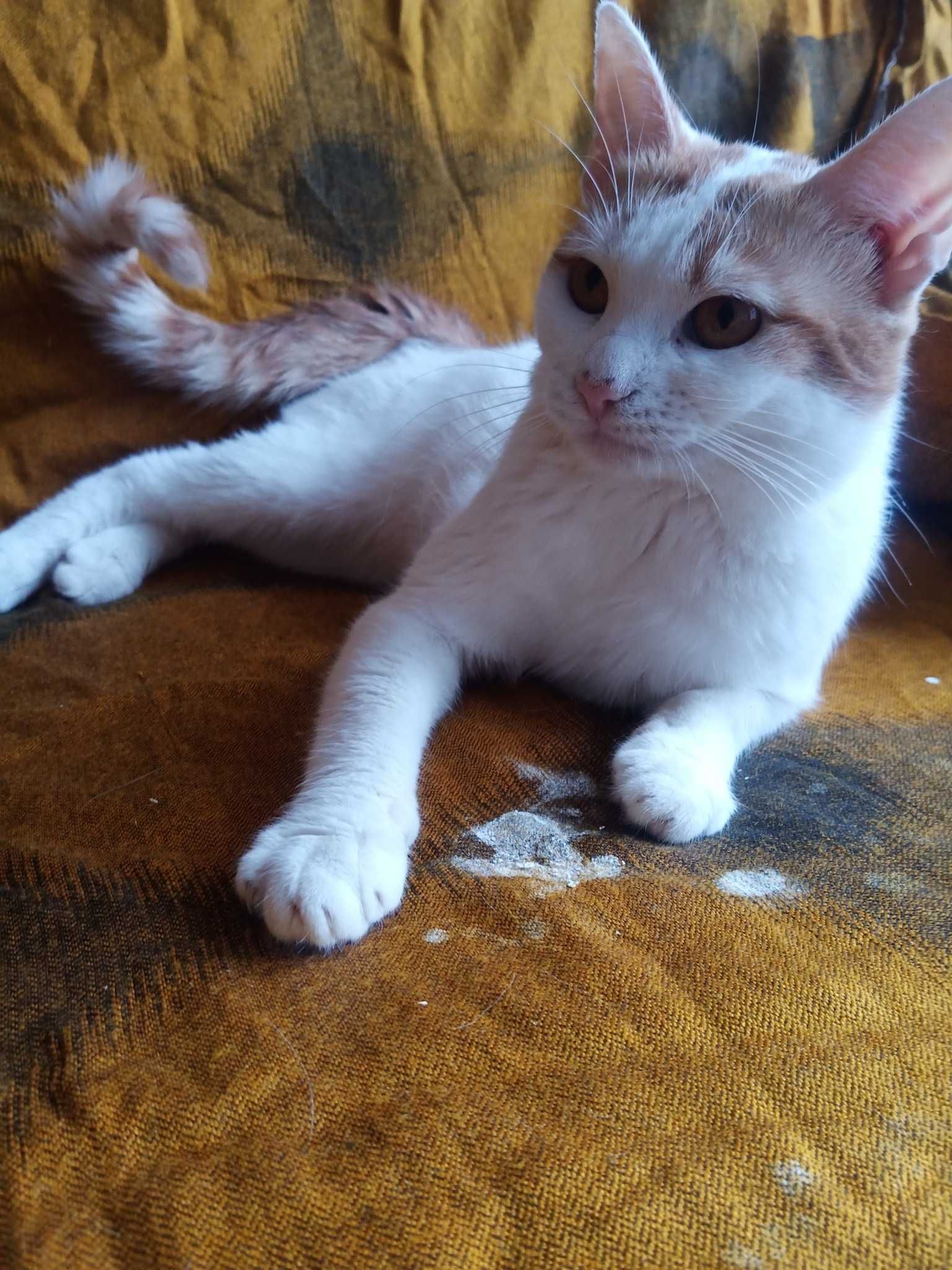 Молодий котик шукає дім