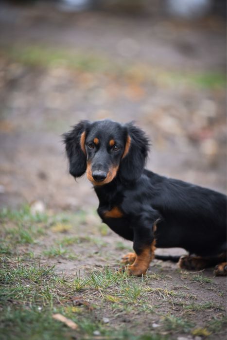 Дівчинка довгошерстна