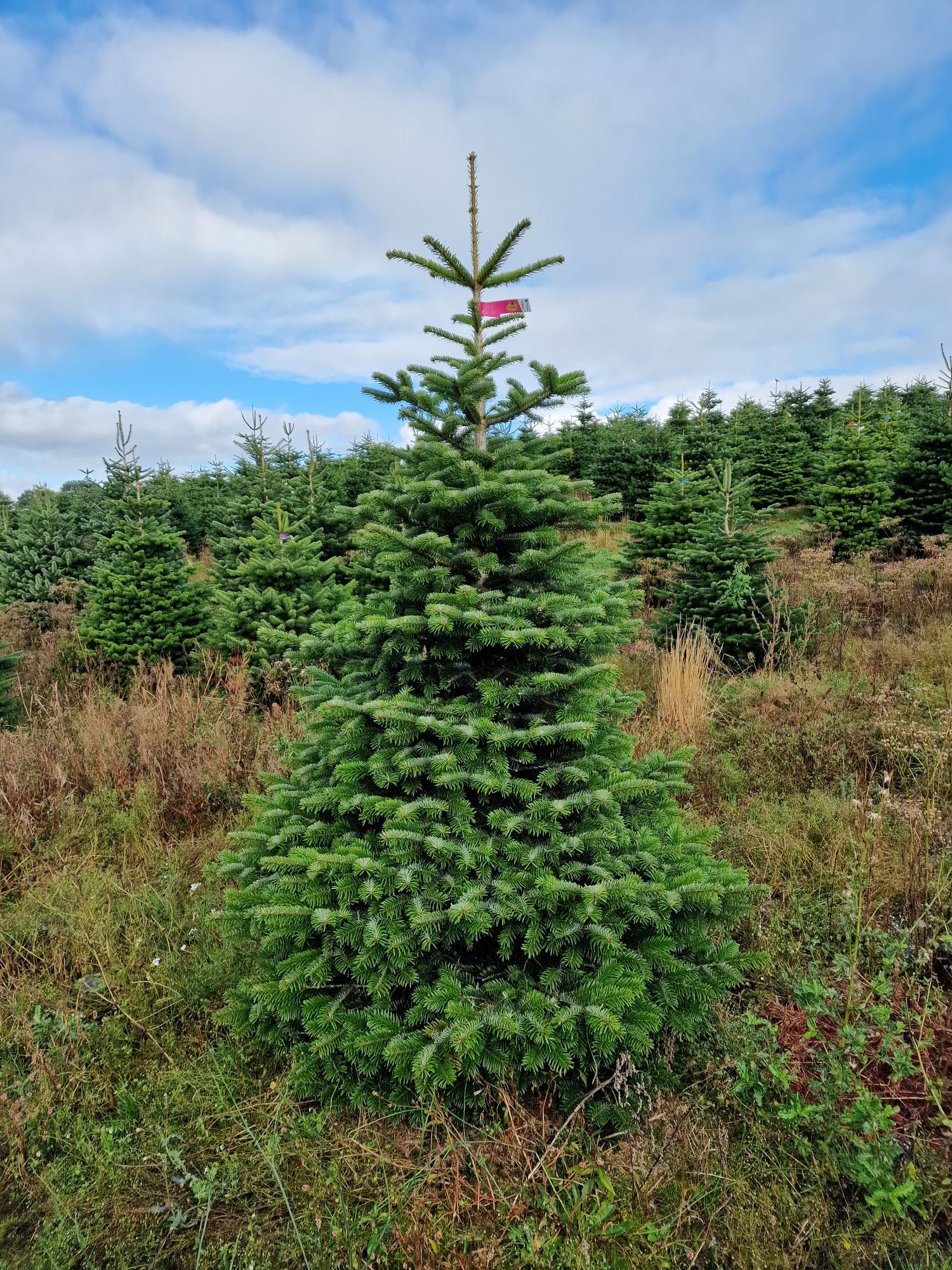 Jodła Kaukaska Plantacja Dania