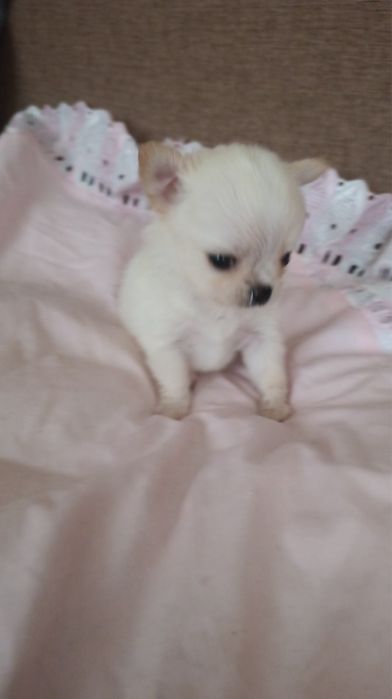 Чіхуахуа хлопці і дівачинка