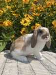 Mini Lop Karzelek Baranek