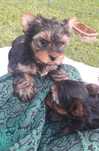 Yorkshire terrier sunia