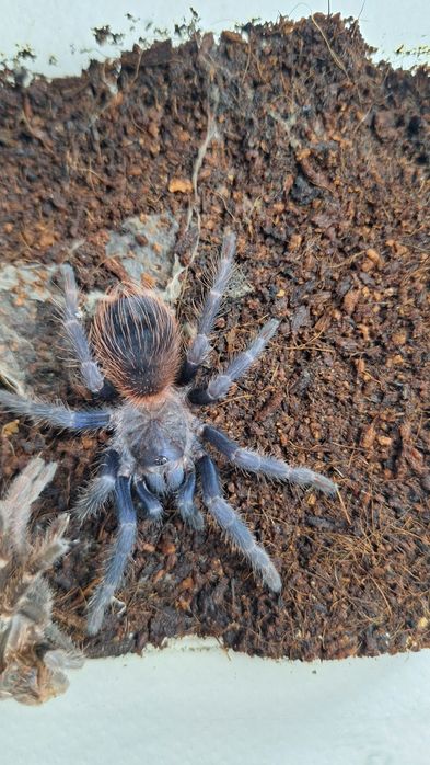 Lasiocyano sazimai (Pterinopelma) 4DC