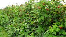 Maliny Naturalne Sezon Rozpoczety
