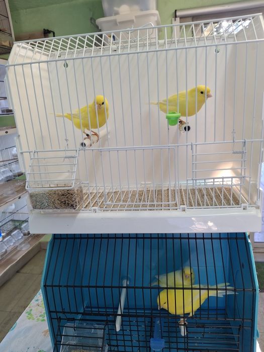 Canarios de qualidade