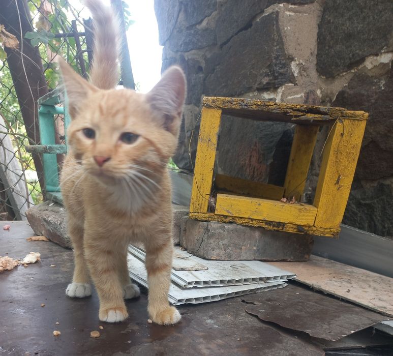 Руденьке сонечко