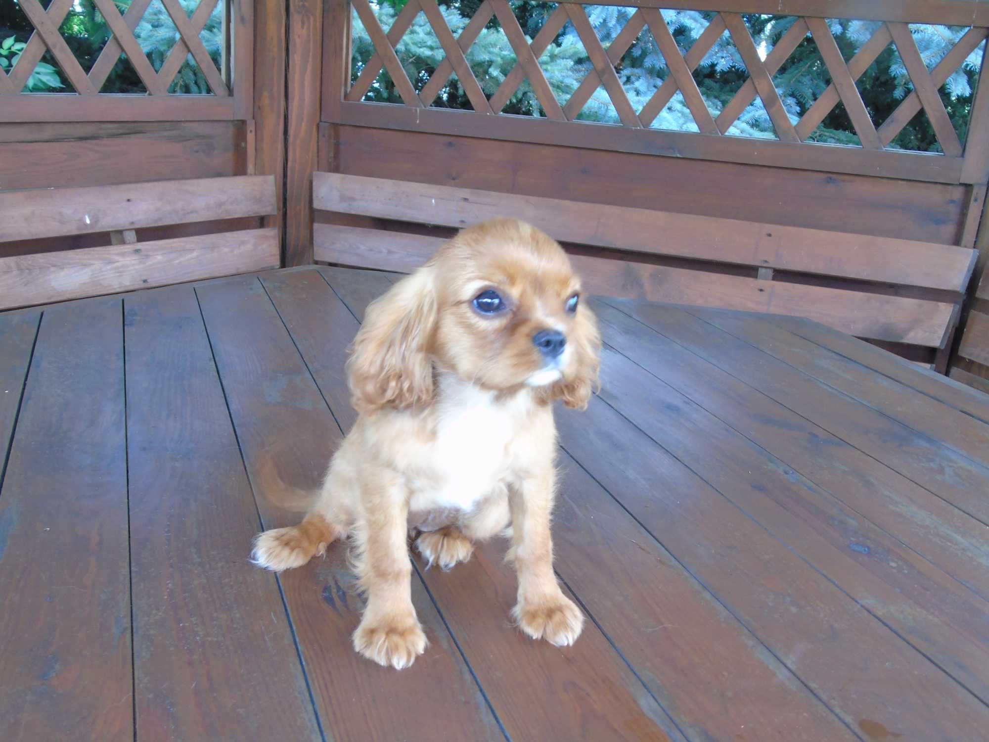 Cavalier King Charles Spaniel sunia