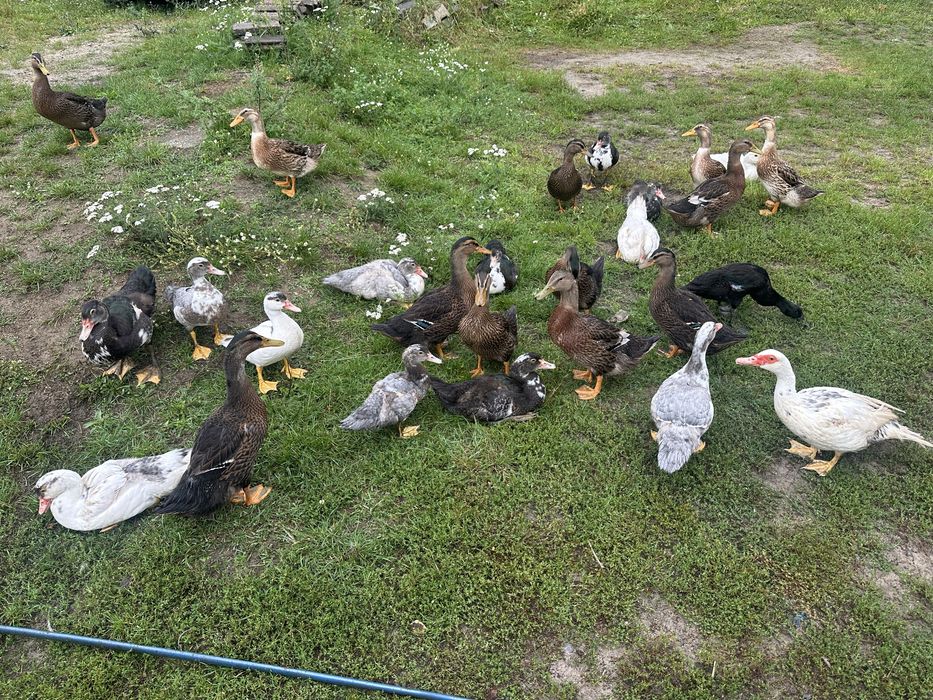 Kaczki staropolskie francuskie tego roczne