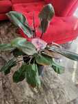 Kwiat philodendron duży