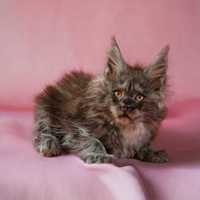 Kotka maine coon