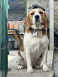 Estou a doar uma cadela da raça Beagle, com dois anos e meio.