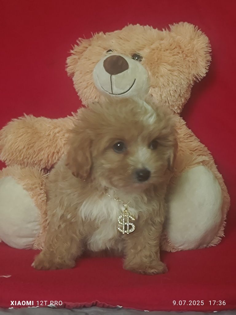 Maltipoo Urocze Szczenię F1