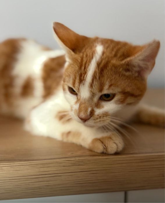 Piotruś i Wercia. Rodzeństwo wyrzucone jak śmieci