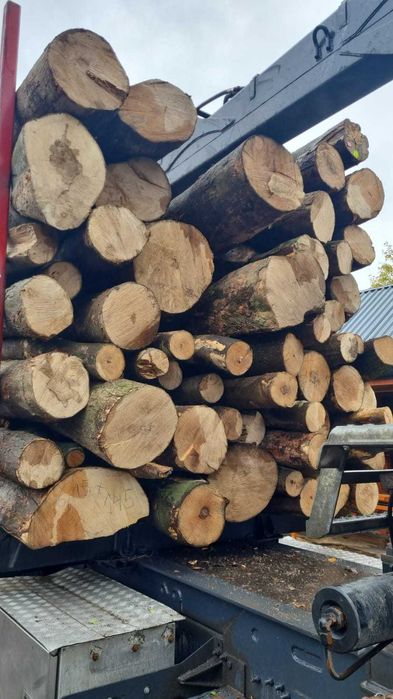 buk opałowy, kłody