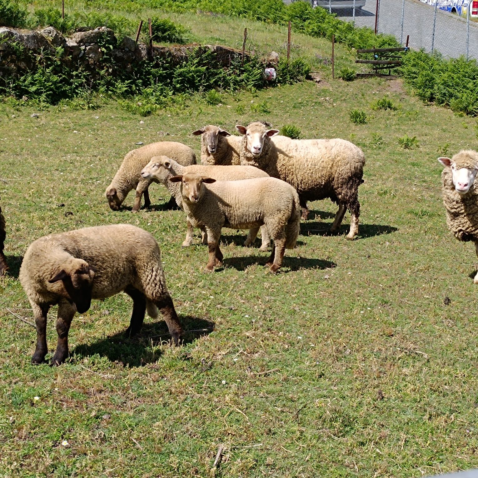 5 ovelhas para vender, 2 borregos e 2 borregos para dispensar