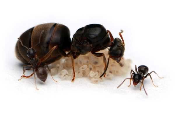 Муравьи вида "Lasius niger" - "Садовый муравей"* [ЛУ]