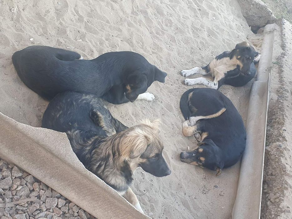 Стерилизованные и вакцинированые щенки, ждут свою семью.