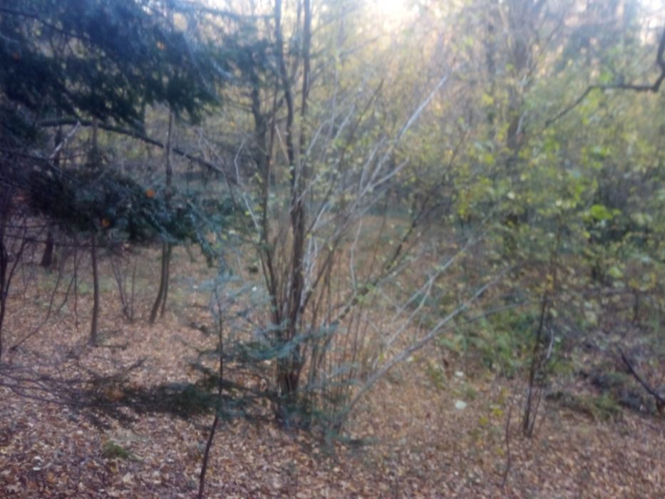 Czyszczenie działek wycinka drzew wywóz