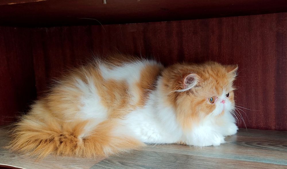 Вогняний персидський котик!