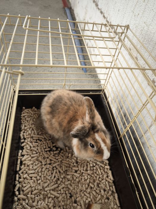 Кролик з кліткою