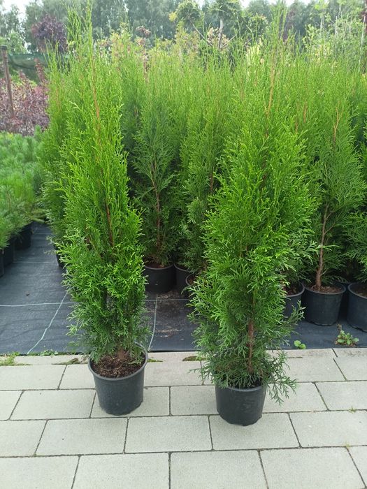 Tuja szmaragd,Danica,bonsai, krzewy