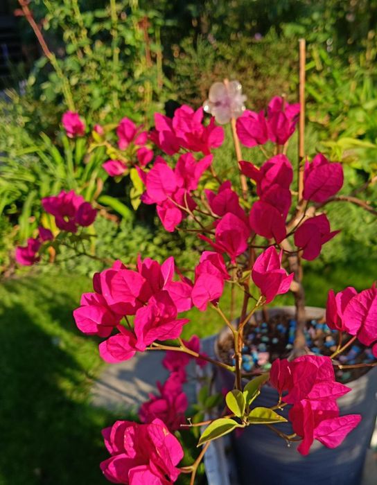 Бугенвілія 2-річні саджанці
