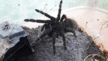 Lasiodora parahybana samica