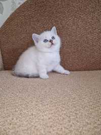 Шикарный белый котенок. Шотландские котята
