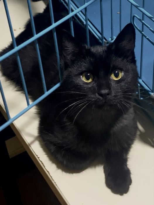 Врятована трьохлапа суперкиця :)