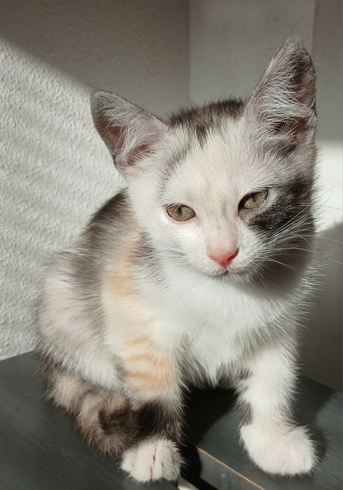 Кошеня кішка триколірна