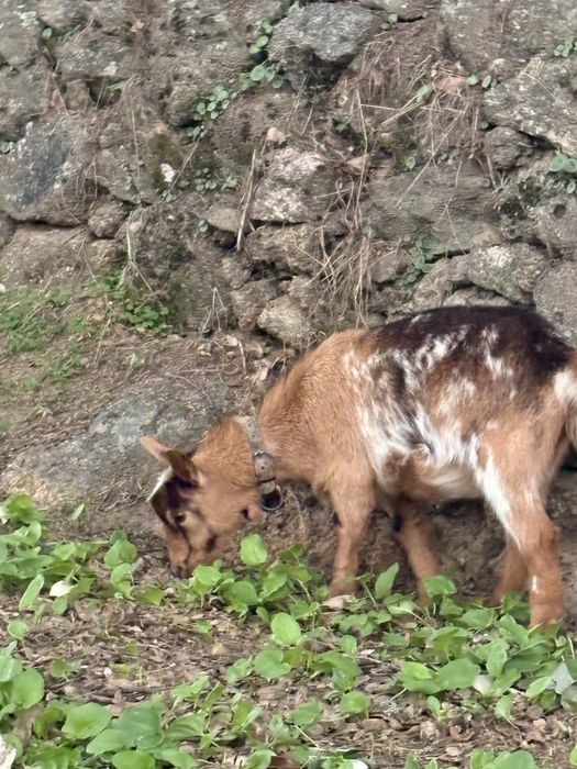 Casal de Cabras Anãs