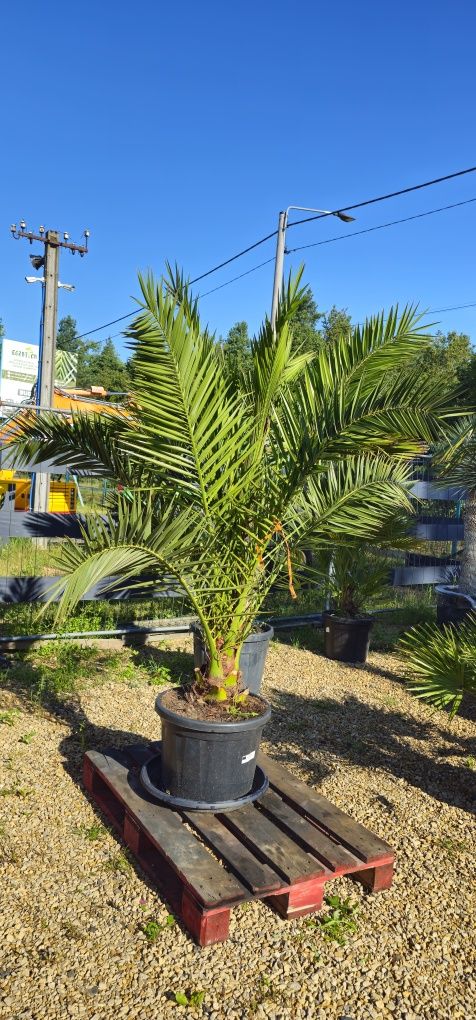 PHOENIX Canariensis Daktylowiec palma rośliny egzotyczne wyprzedaż