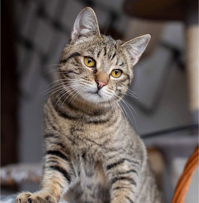 Тигровый котенок подросток бесплатно