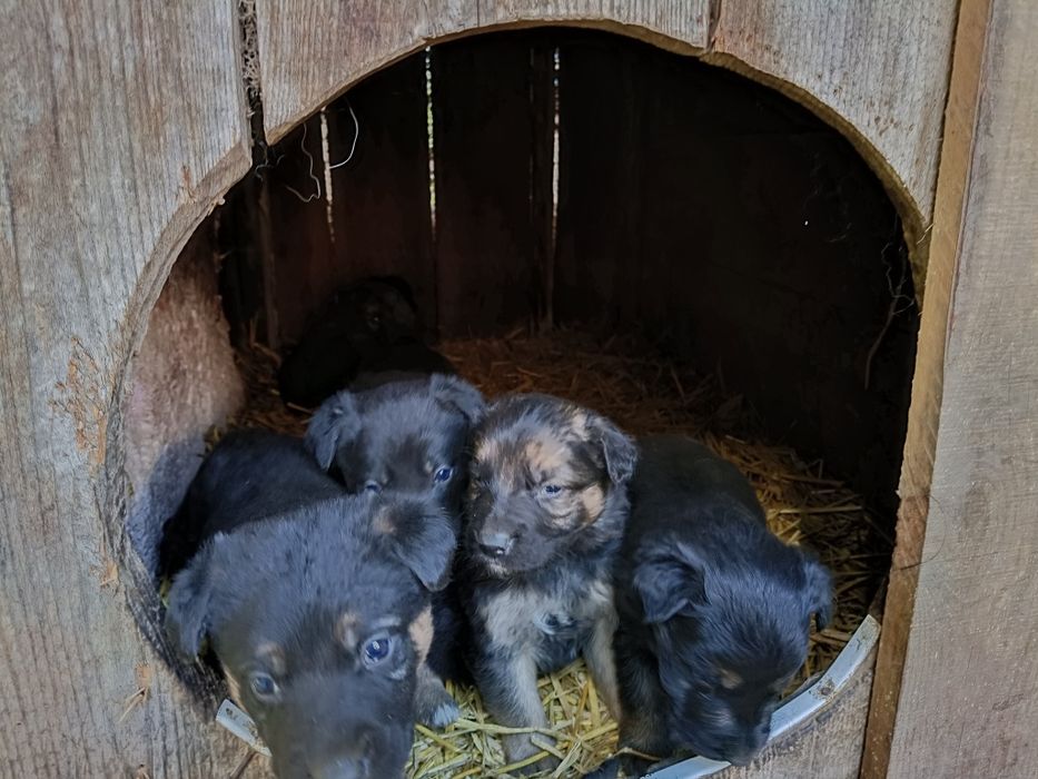 Oddam pieski mieszanice, mama owczarek niemiecki, ojciec duży rasa