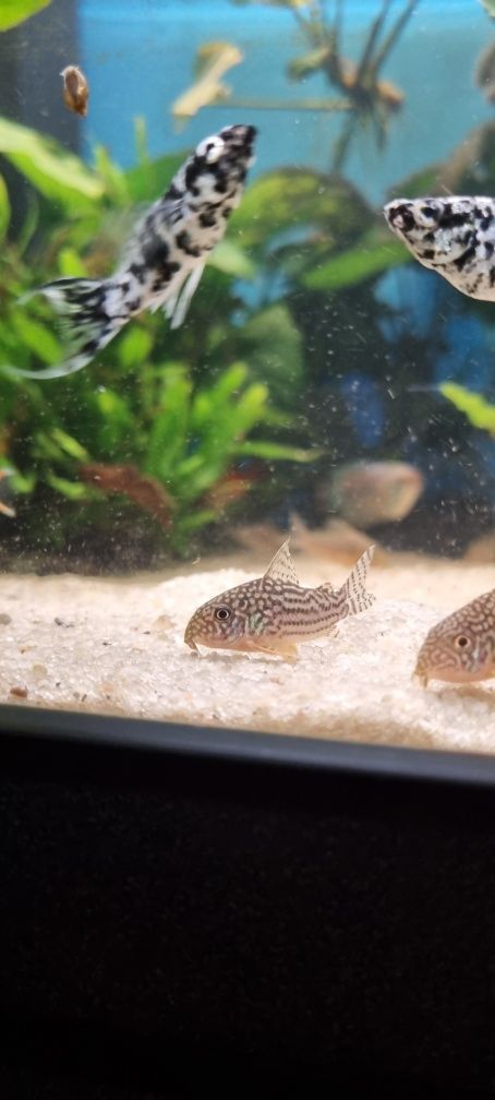 Kirysek sterby/ sterbai/corydoras sterbai