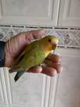 Agapornis domesticado excecional