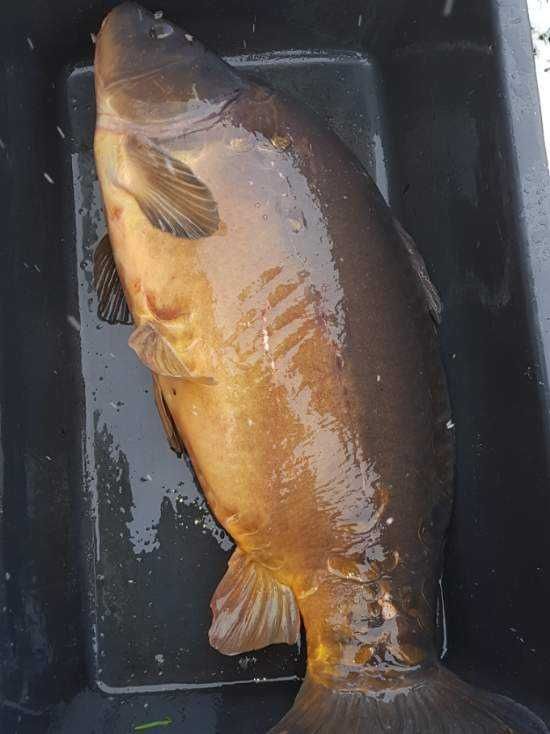 KARP Duży 4-7 kg Łowisko Staw