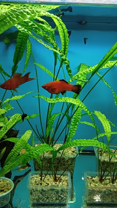 Akwarystyka Rośliny