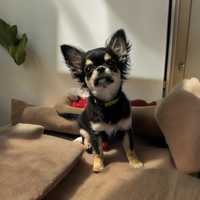 Chihuahua długowłosa  dziewczynka ZKwP/FCI