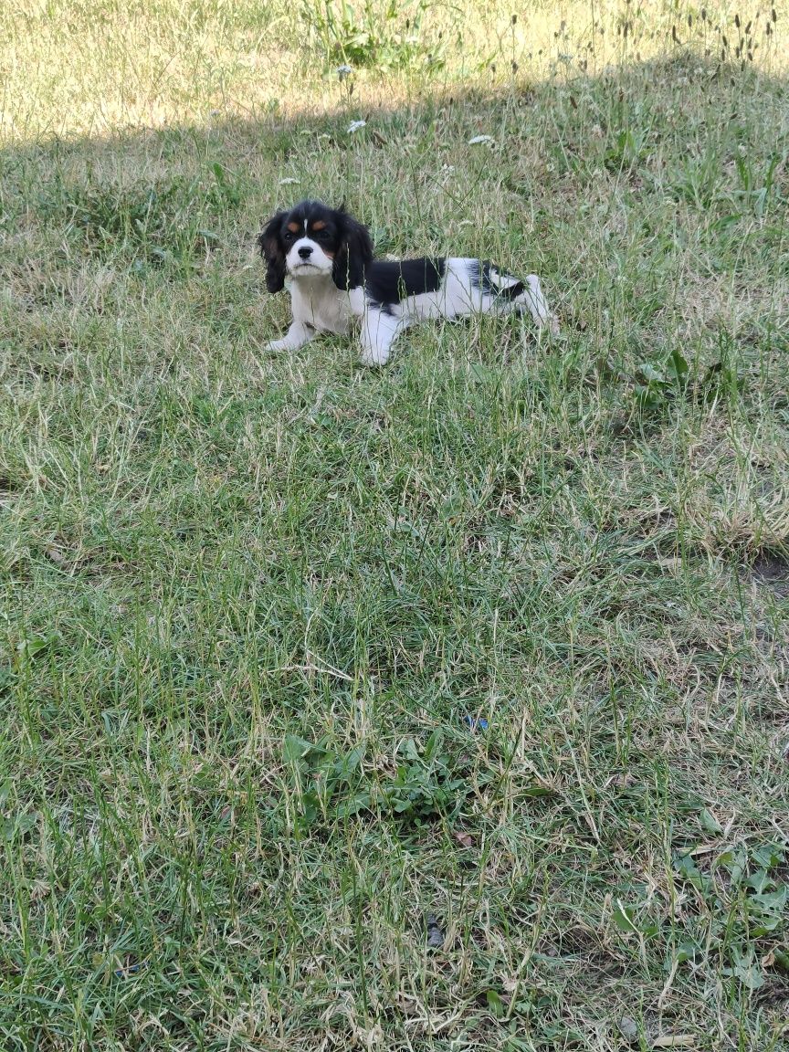 Cavalier King Charles Spaniel paniel