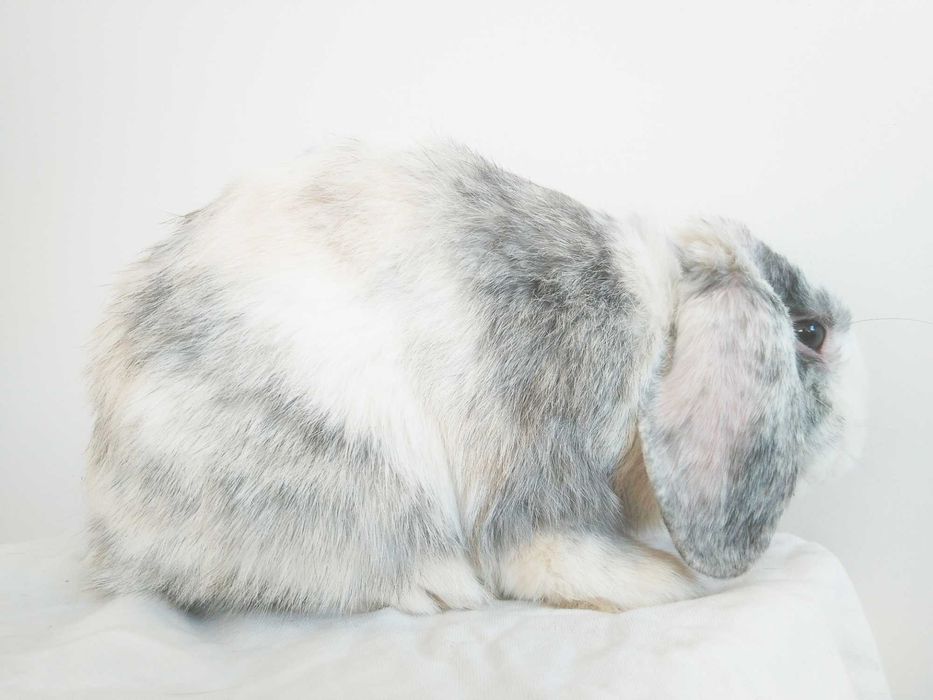 Вислоухие крольчата, породы Голландский карликовый баран