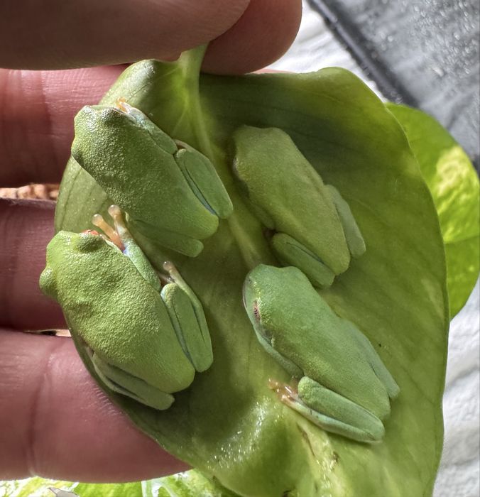 Chwytnica czerwonooka Agalychnis callidryas