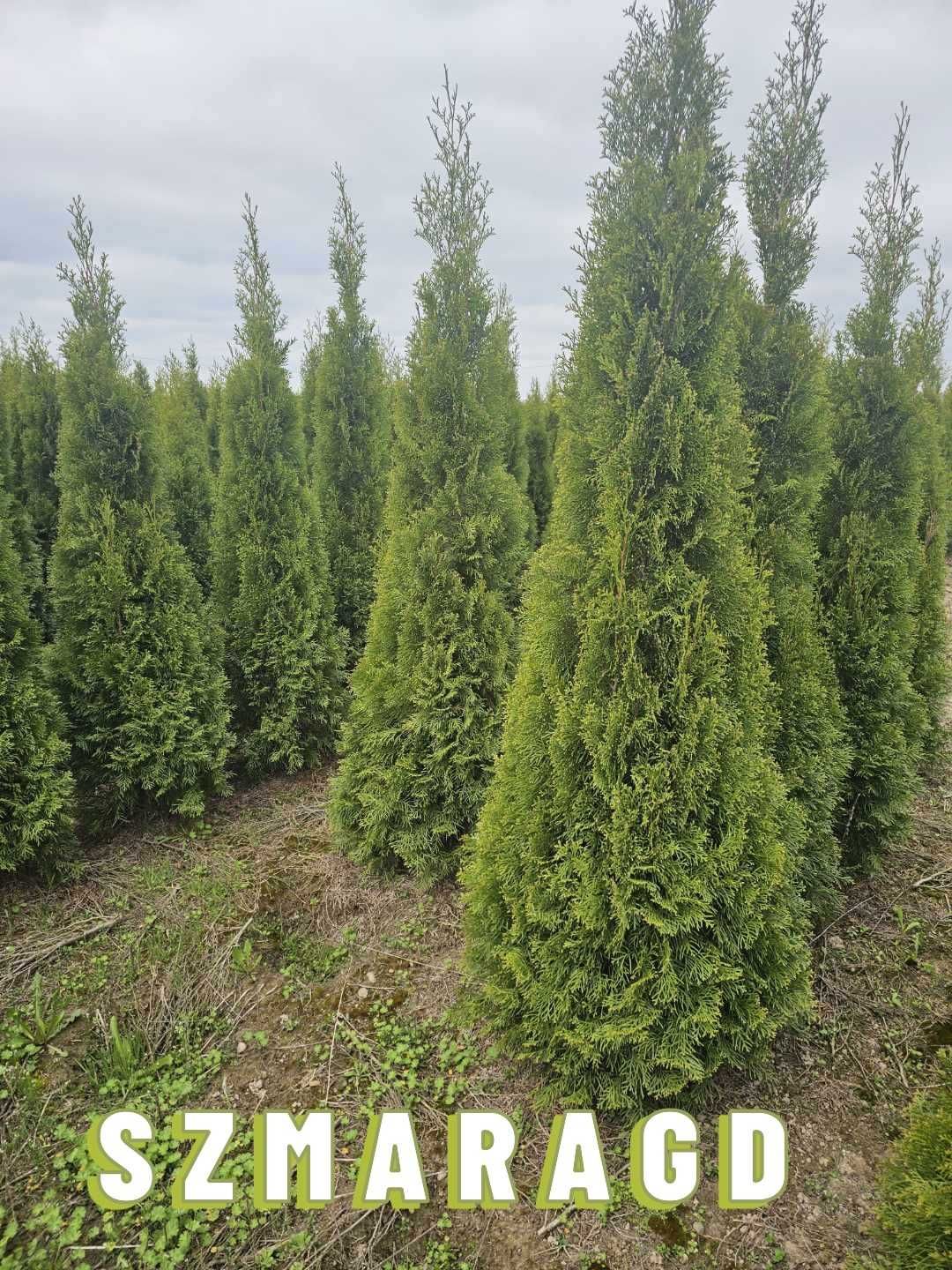 Tuja Brabant/Szmaragd 250 , 220 cm SADZIMY (dostawa GRATIS cały kraj)